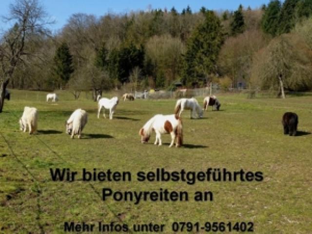 Selbstgeführtes Ponyreiten 74538 Pferdehof Dendelbach - 1